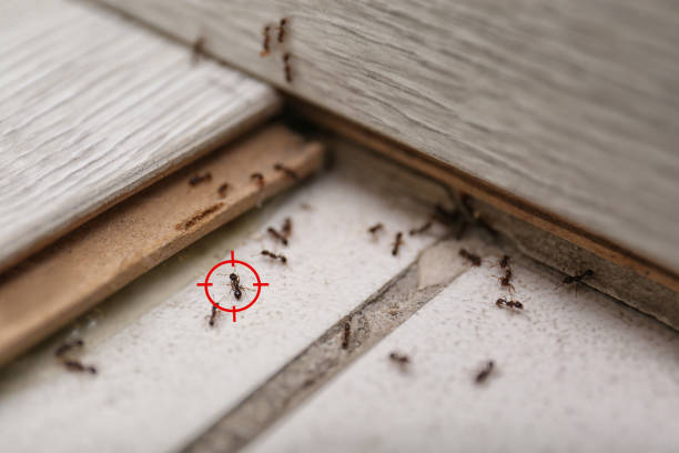 Best Pest Removal Services  in Antioch, IL