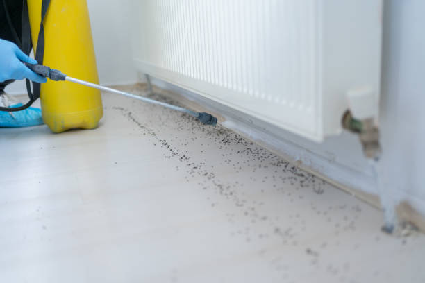 Best Flea Control Services  in Antioch, IL